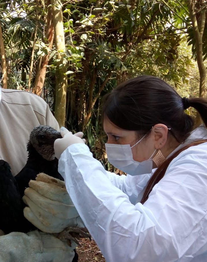 Coragyps atratus.jpg